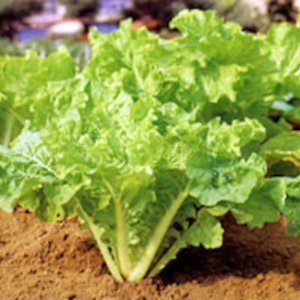 3-gram 1000 FUN-JEN Hybrid Frilly Leaf Taiwanese Pak Choi seeds; 鳳珍皺葉白菜 FengZhen 尼龍菜