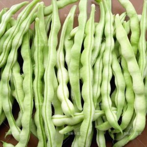30 BAI BU LAO Romano Pole Bean seeds; Baibulao; Whitish Flat Beans with 10-12