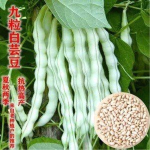 30 BAI BU LAO Romano Pole Bean seeds; Baibulao; Whitish Flat Beans with 10-12 - Image 2