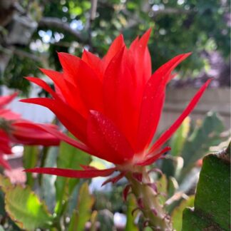 Red Epiphyllum Orchid Cactus