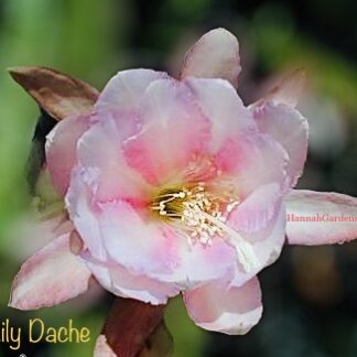 Lily Dache Epiphyllum