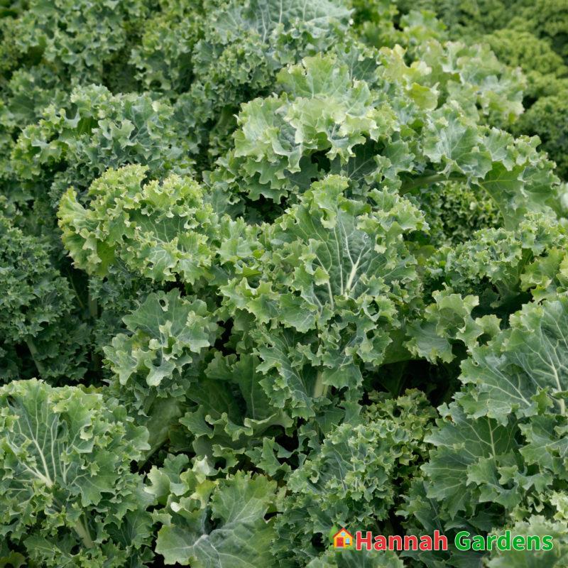 1400 Seeds 5-gram DWARF SIBERIAN IMPROVED Kale seeds, heirloom non-gmo ...