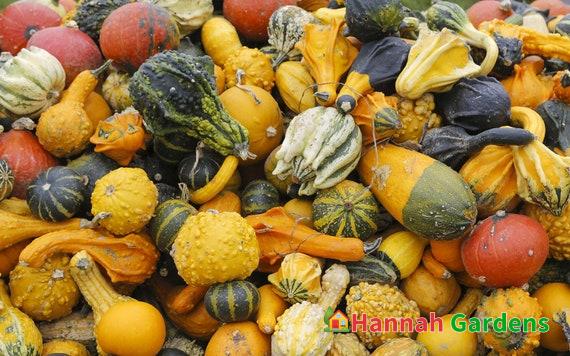 30 Seeds Small Ornamental Gourd Mix Seeds | Fall Autumn Wing Pumpkin ...