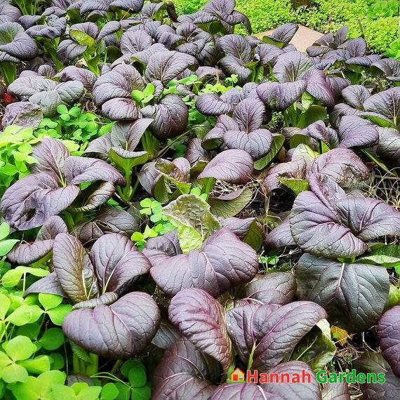 (1/8-oz) or ~1250 Seeds RED CHOI HYBRID Pak Choi seeds 紅上海青 – Hannah ...