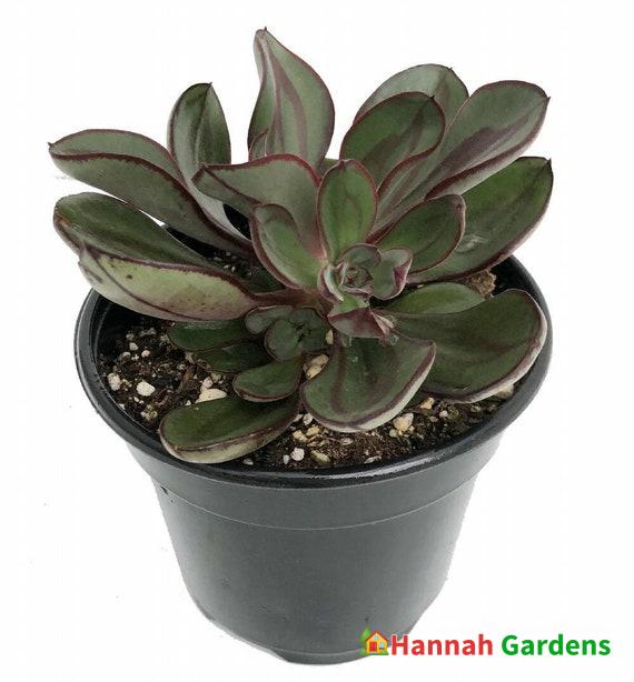 Painted Desert Rose – Echeveria nodulosa – Easy to Grow – 2.5″ Pot ...