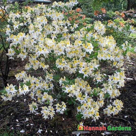 Northern Hi-Lights Deciduous Exbury Azalea – Very Hardy – Gallon Pot ...