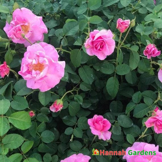 Brindabella First Lady Shrub Rose -One of the World’s Most Fragrant- 2. ...