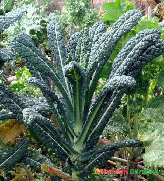 Dinosaur Lacinato Blue/Tuscan Kale Plant – 2.5″ Pot – Winter Hardy ...