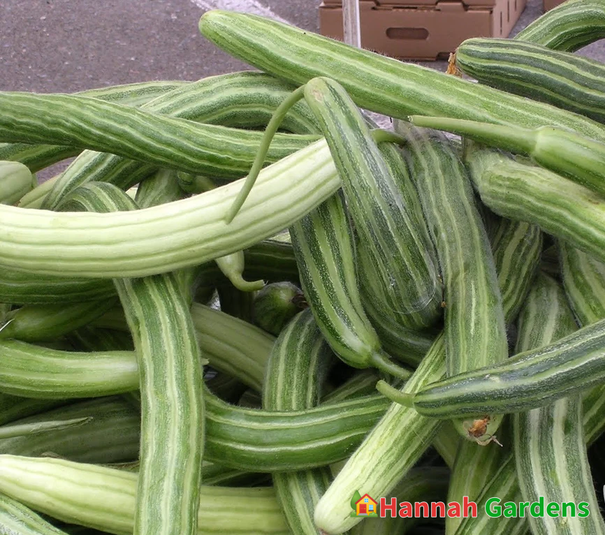 Seeds Painted Serpent Armenian Striped Cucumber Seeds Heirloom