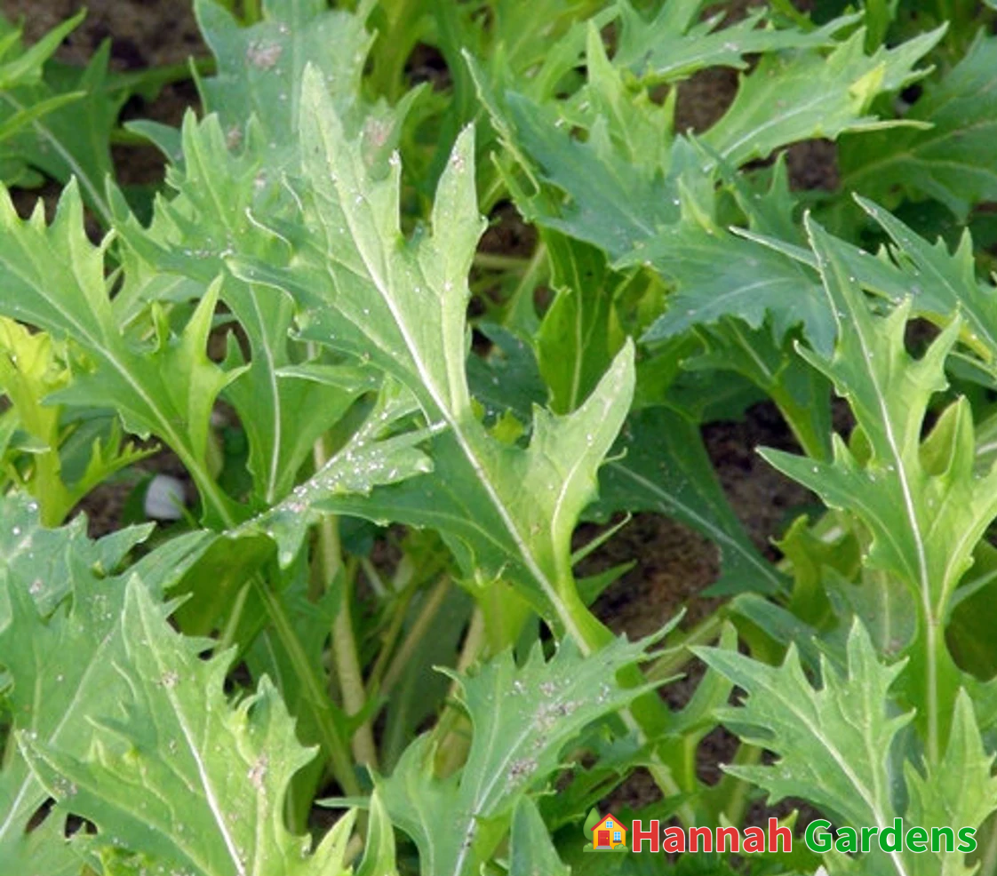 200 Seeds Mizuna Mustard Greens Heirloom Seeds – Hannah Gardens