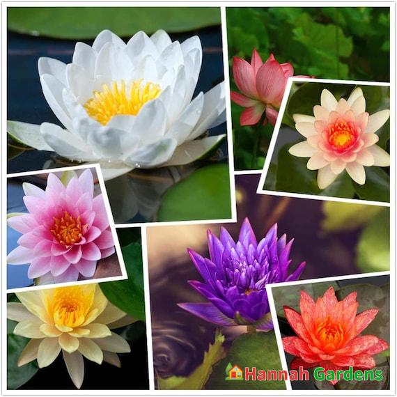 10 Seeds Mixed Lotus Seeds – Excellent Water Feature Bonsai – Hannah ...