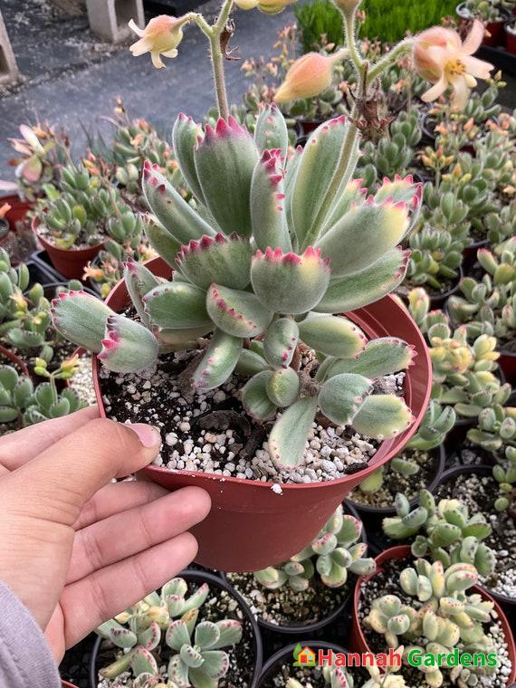 6” Variegated Bear Paw Cotyledon Tomentosa – Hannah Gardens