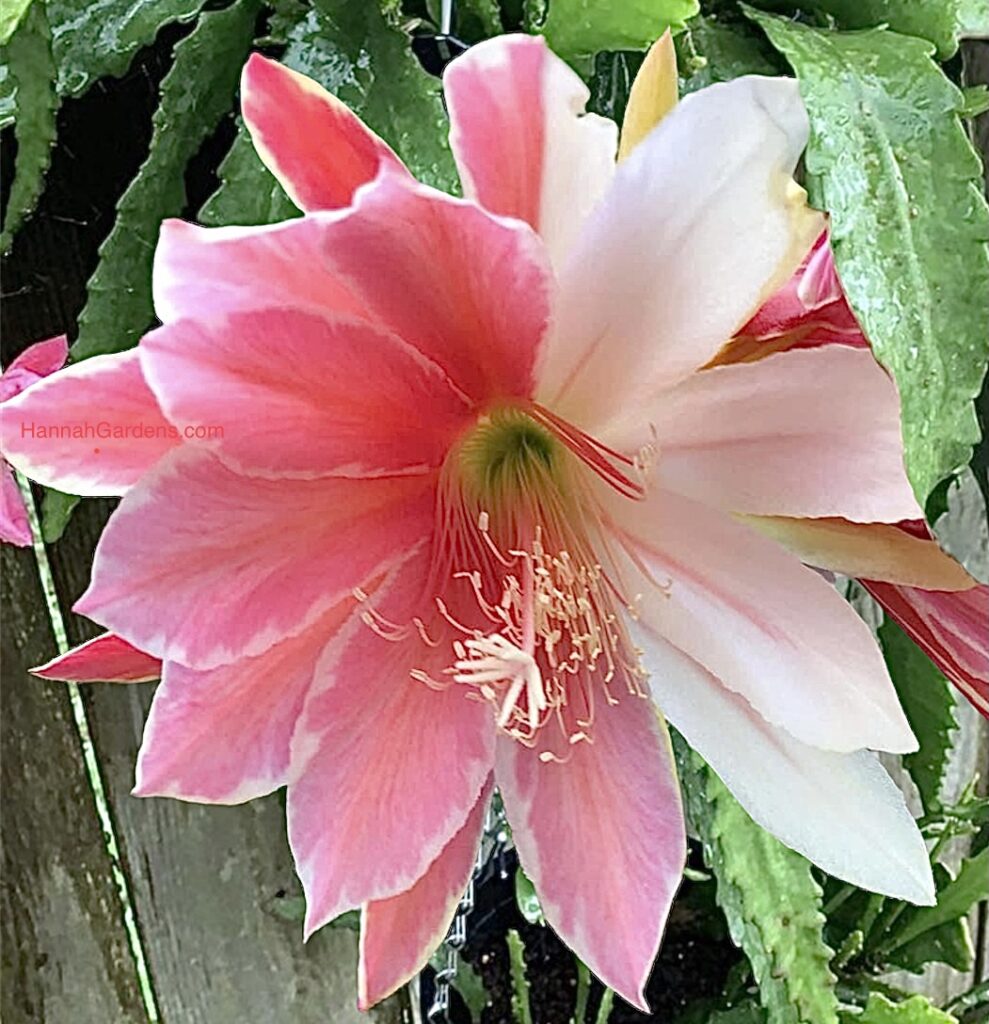 Sakurahime unrooted cutting Epiphyllum Orchid Cactus – Hannah Gardens