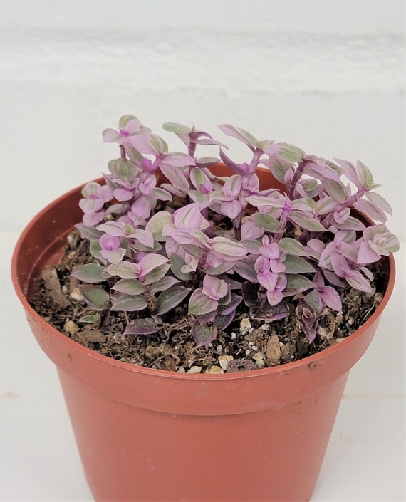 2″ pot RARE Callisia repens,Tradescantia pink panther,Bolivian ...