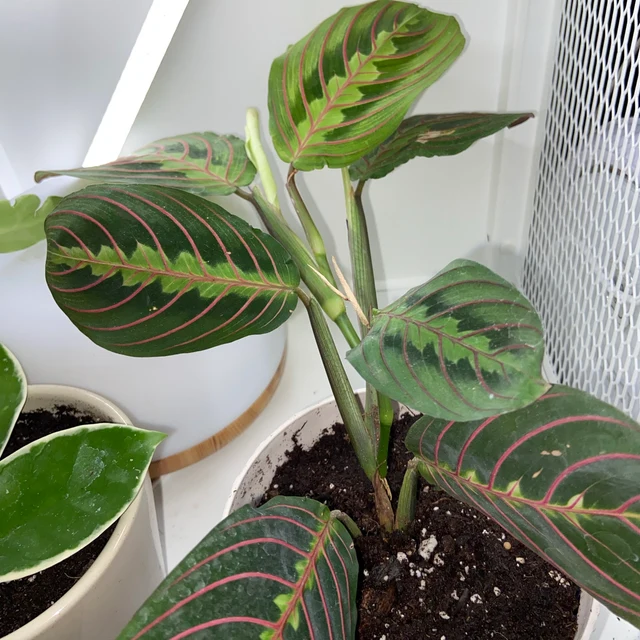 3″ pot Maranta Leuconeura ‘Marisela’ (Prayer Plant) – Hannah Gardens