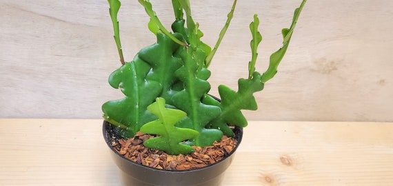 3″ pot Very Full Rare Fishbone Cactus ,Epiphyllum Anguliger Ric Rac ...