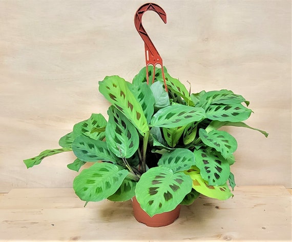 3″ pot Rare Variegated Maranta ( Variegated Prayer Plant) – Hannah Gardens