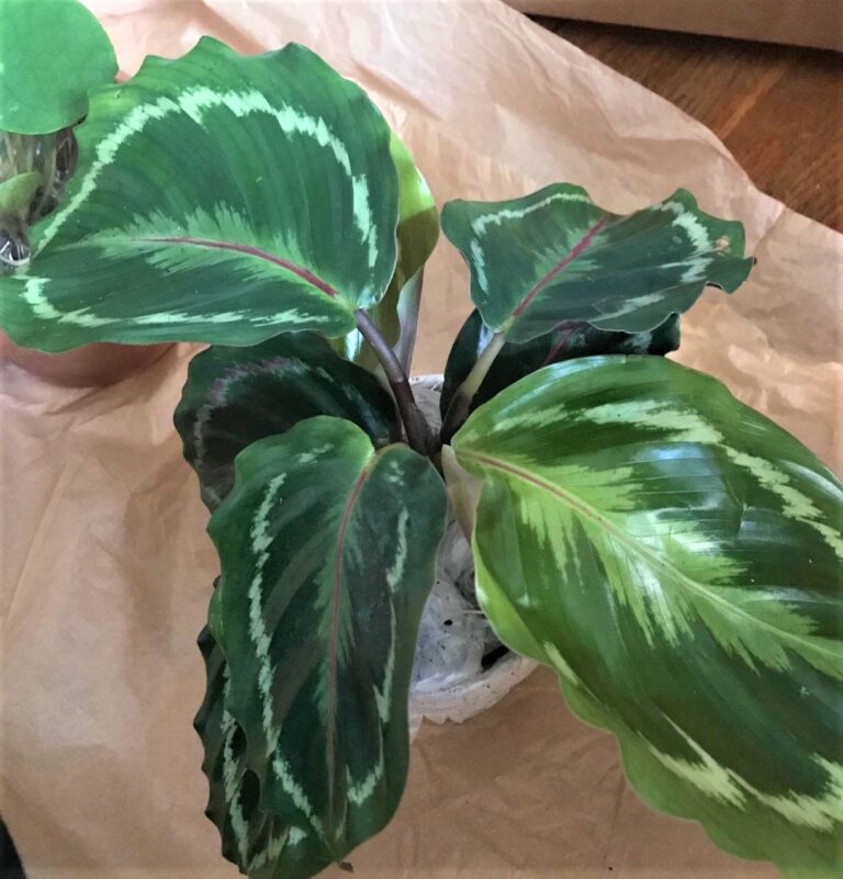 4″ Pot Rose Painted Prayer Plant – Calathea – Hannah Gardens