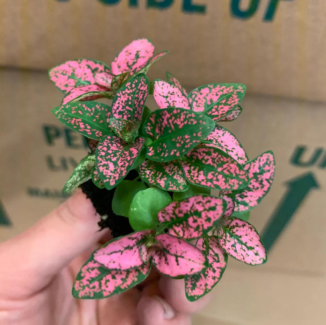 Hypoestes rose (polka dot plant) Starter Plant – Hannah Gardens