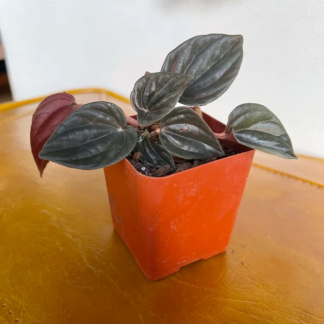 New hybrid! Peperomia Brasil Starter Plant