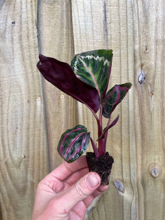 Calathea roseapicta Starter Plant – Hannah Gardens