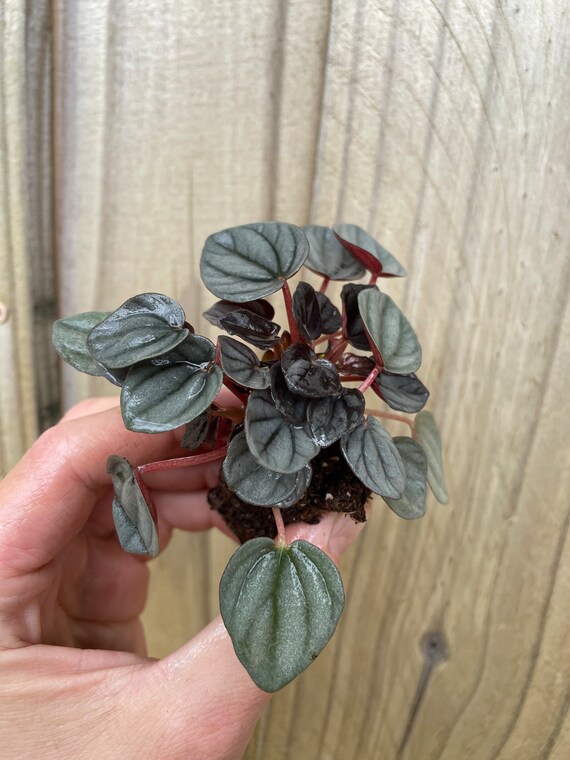 New Hybrid Peperomia Sunrise Starter Plant Hannah Gardens